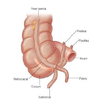 Appendix ...& acute appendicitis