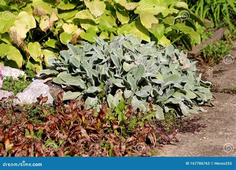 Lambs Ear Or Stachys Byzantina Plants With Thick Leaves Densely Covered