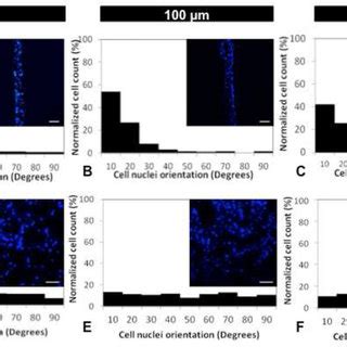 Cells Nuclei Alignment Within A B C Microconstructs And D E F