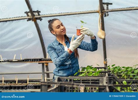 Young Woman Working In Greenhouse And Planting Seeds Stock Image