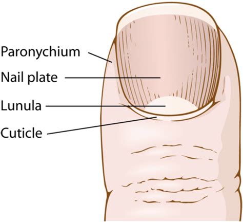 Med Terms Final Skin Flashcards Quizlet