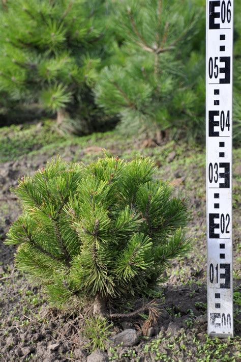 Pinus mugo Wintergold Borovice Starkl zahradník spol s r o