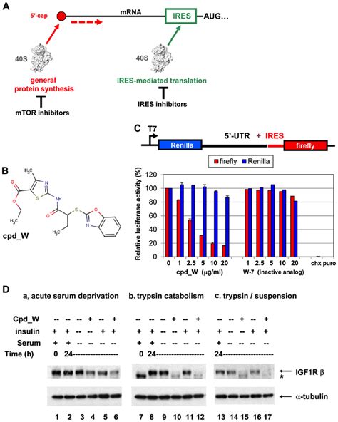 Ires Mediated Translation And Ires Inhibition In A Cell Free System And