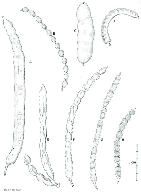 Fruits Of Neltuma A Neltuma Alba B N Argentina C N Kuntzei D N