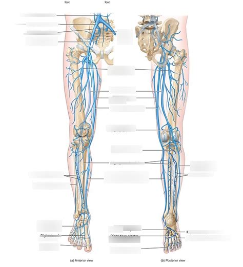 PA2 Lower Limb Veins Diagram Quizlet