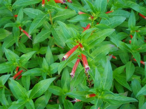 Planta Del Cigarro Cuphea Ignea Plantas Riomoros