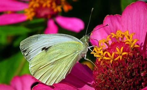 Large White Butterfly - Free photo on Pixabay