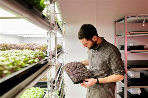 How To Start And Succeed With Microgreens Business Plan