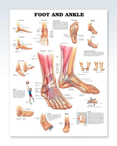 Foot and Ankle Exam Room Anatomy Poster – ClinicalPosters