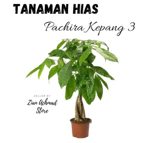 Jual Tanaman Hias Pachira Kepang Tanaman Hias Murah Tanaman Hias