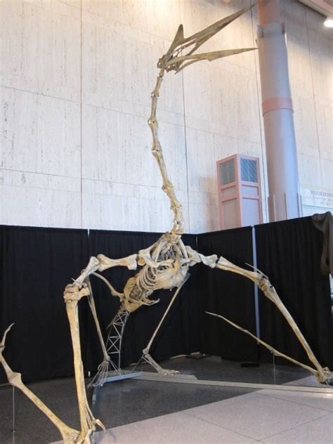 Quetzalcoatlus Fossil