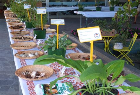 Mostra Micologica E Botanica Visit Cesenatico