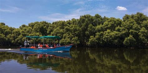 Mangrove Forest Boating In Pondicherry Pondy Timing Ticket Price