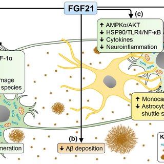 Neuroprotective Effects Of FGF2 In Preclinical AD Models A FGF2