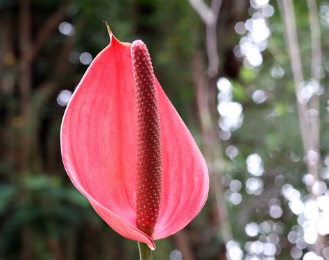 Fleur Bloom Botanique Photo Gratuite Sur Pixabay Pixabay