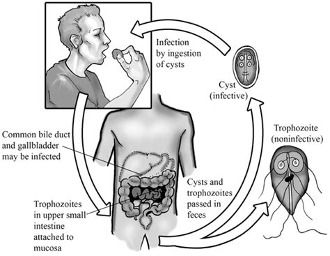 Giardia Life Cycle 4320 The Best Porn Website