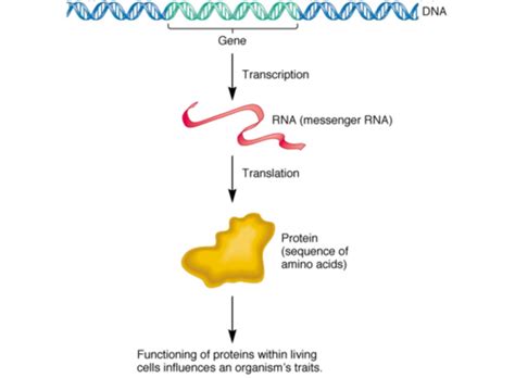 Exam 3 Chapter 14 Gene Transcription And Rna Modification Flashcards Quizlet