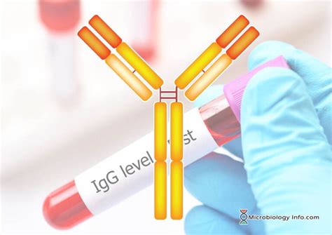 Immunoglobulin G (IgG) - Properties, Structure and Functions ...