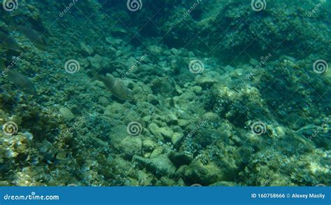 Siganus Rivulatus Rivulated Rabbitfish Or Marbled Spinefoot Or Surf