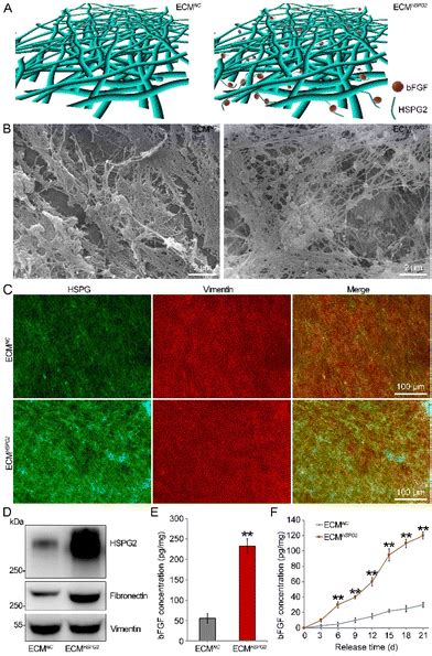 A Precise Design Strategy For A Cell Derived Extracellular Matrix Based