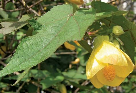 Chinese lantern plant - myteinsta