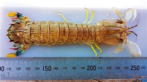 Invasive species - Boating New Zealand