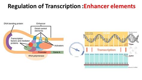 Transcription and Enhancers – Cowie Tech Laboratory, Pharmaceutical, Process Chemistry, Bio-Chem