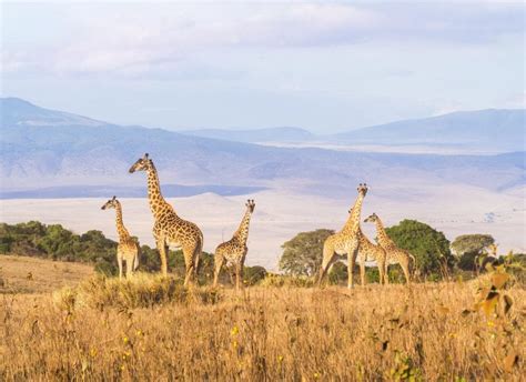 Explore Our Luxury Tanzania Destinations | Micato Safaris