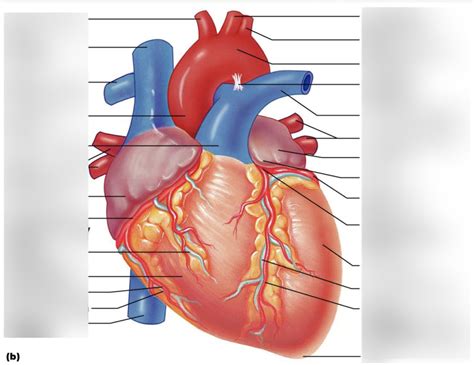 Msc External Heart Diagram Diagram Quizlet