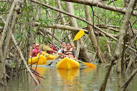 Tripadvisor Damas Island Mangroven Kajaktour Von Manuel Antonio Zur