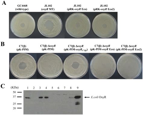 A The Phenotypes Of Wild Type E Coli Strain Gc And Its Isogenic