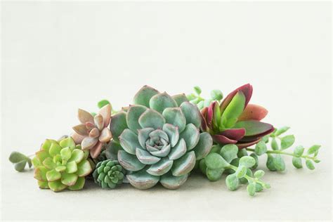 Small Succulents Pack Live Plants with Roots these are not | Etsy