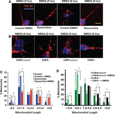 Cdk Phosphorylates Drp And Drives Mitochondrial Defects In Nmda