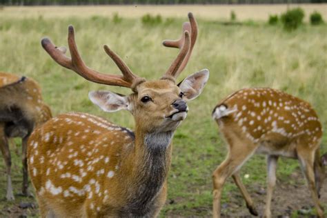 Sika Deer Pictures - AZ Animals