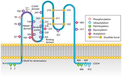 Cells Free Full Text The Past And Present Lives Of The Intraocular