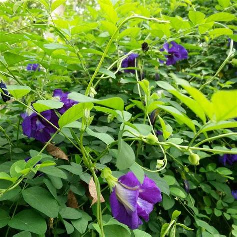 Clitoria Ternatea Butterfly Pea Flowers Anshan Tea Natural Food Colou