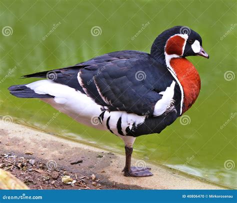 Red Breasted Goose Branta Ruficollis Red Breasted Geese Stock Photo