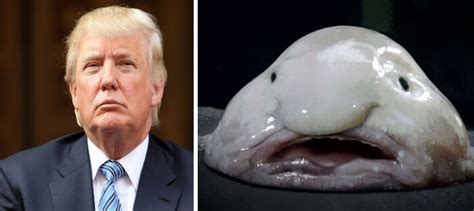 21 Things That Look Exactly Like Donald Trump