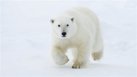 ホッキョクギツネWeb生き物図鑑