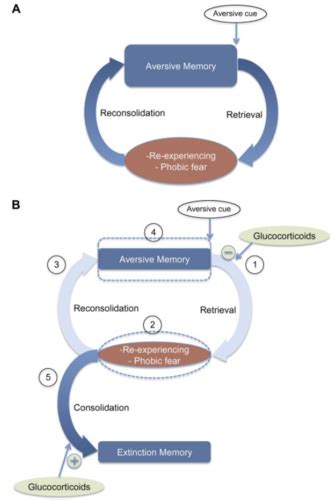 Biologische Psychologie In Klinik Und Praxis Karteikarten Quizlet