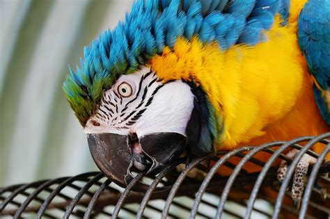 Ara, parrot, yellow macaw, bird, animal - free image from needpix.com