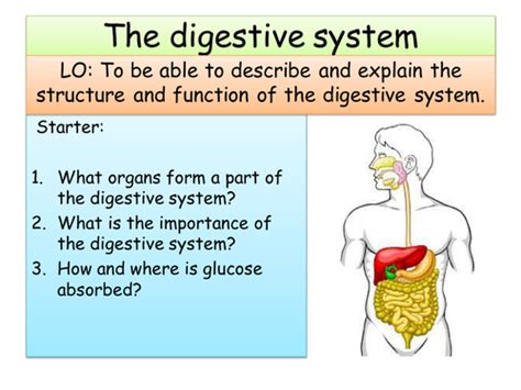 The Digestive System Gcse Teaching Resources