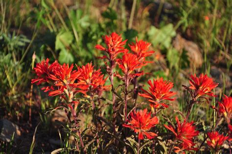 Paintbrush Fiery Red Paintbrush Blooming On Spanish Peak Cheryl