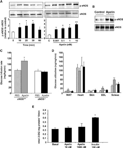 Apelin Effect On Glucose Utilization Is ENOS Dependent A