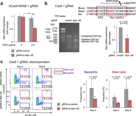 The Myb Enhancer Regulates Myb Mrna Expression And Basophil And