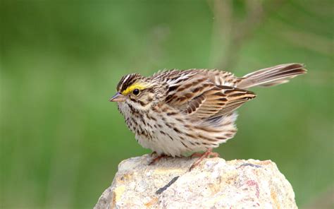 Savannah Sparrow | Audubon Field Guide