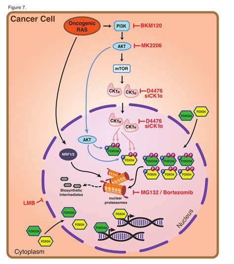 Oncogenic Ras Induced Ck1α Drives Nuclear Foxo Proteolysis Download