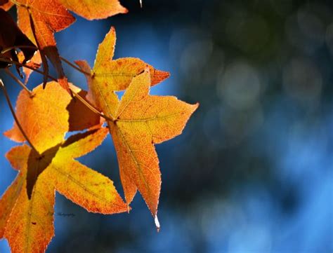 Wallpaper Sunlight Leaves Nature Branch Green Yellow Frost