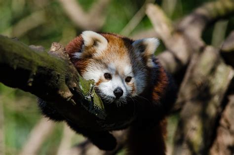 Red Panda Sleeping on Tree Branch · Free Stock Photo