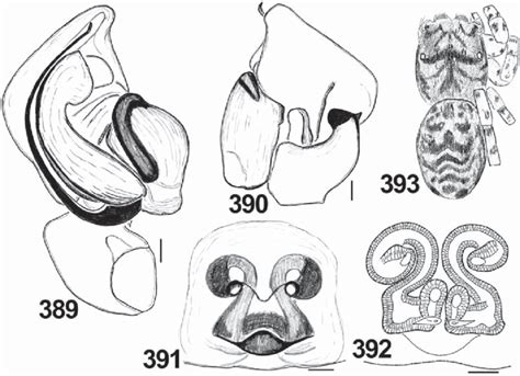 Copulatory Organs And Somatic Characters Of Yllenus Uiguricus